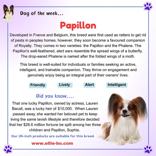 Dog of the week, the dainty Papillon!